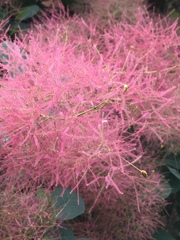 Cotinus coggygria