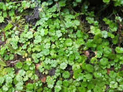 Hydrocotyle microphylla