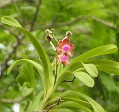 Vanda insignis