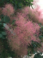 Cotinus coggygria