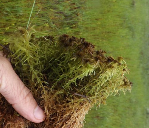 Sphagnum jensenii, 2024-07-19