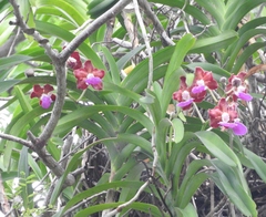 Vanda insignis
