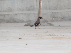 Eophona migratoria