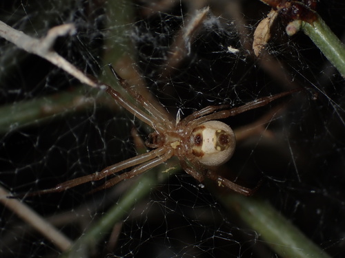 White Widow Spider
