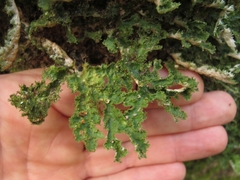 Pseudocyphellaria chloroleuca