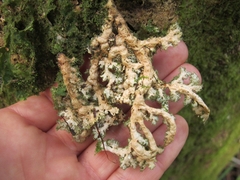 Pseudocyphellaria chloroleuca