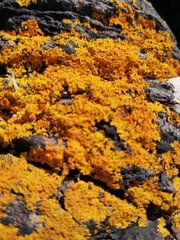 Xanthoria aureola