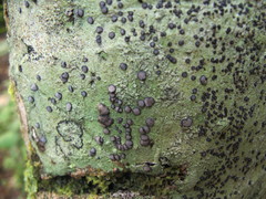 Megalosporaceae