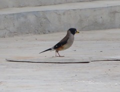 Eophona migratoria