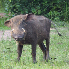 Phacochoerus africanus