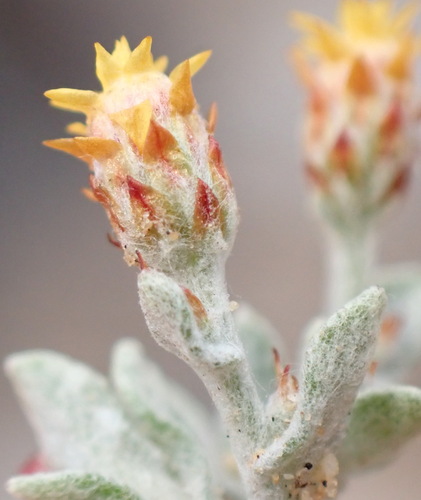 Tube Everlasting (Helichrysum cylindriflorum)
