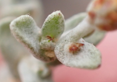 Image of Helichrysum cylindriflorum by (c) Nicola van Berkel, some rights reserved (CC BY-SA)