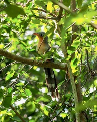 Zanclostomus javanicus