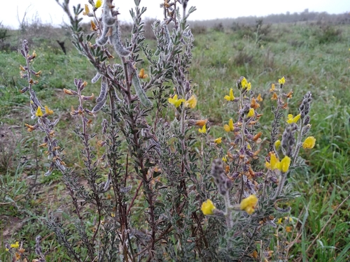 African Pixiepea (Melolobium aethiopicum)