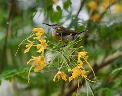 Nectariniidae