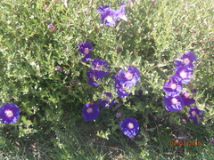 Ipomoea stans