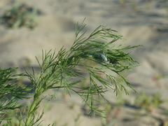 Hoplia parvula
