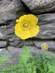 Papaver cambricum