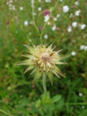 Knautia arvensis