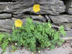 Papaver cambricum