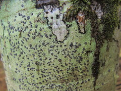 Megalosporaceae