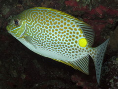 Siganus guttatus