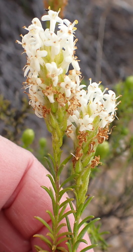 Image of Selago eckloniana by (c) Nicola van Berkel, some rights reserved (CC BY-SA)