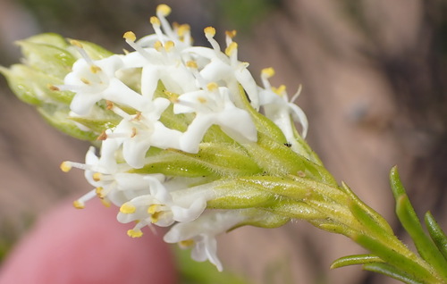 Image of Selago eckloniana by (c) Nicola van Berkel, some rights reserved (CC BY-SA)