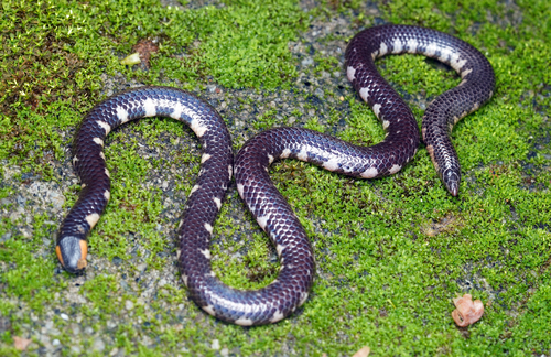Photo of a Wayanad Earth Snake (Rhinophis melanoleucus)