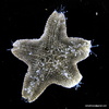 Loriol's Sea Star - Photo (c) Vishal Bhave, some rights reserved (CC BY-NC-SA)