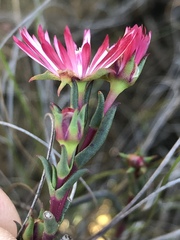 Lampranthus spiniformis
