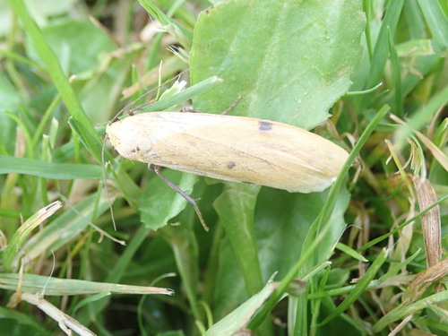 Lithosia quadra