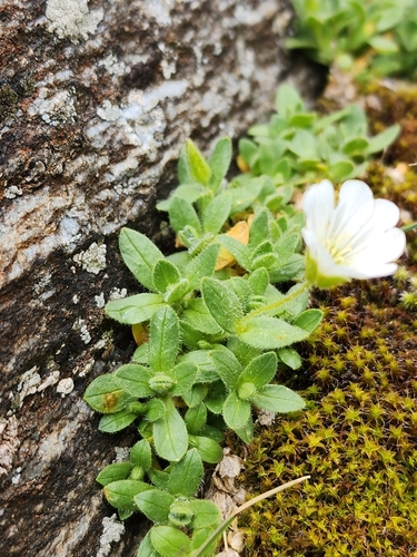 Image of Cerastium uniflorum by (c) Étienne Léveillé-Bourret, some rights reserved (CC BY)