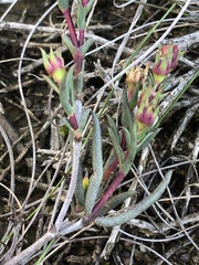 Lampranthus spiniformis