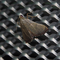 Endotricha theonalis