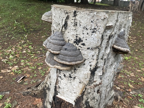 Fomes fomentarius