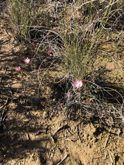 Lampranthus spiniformis