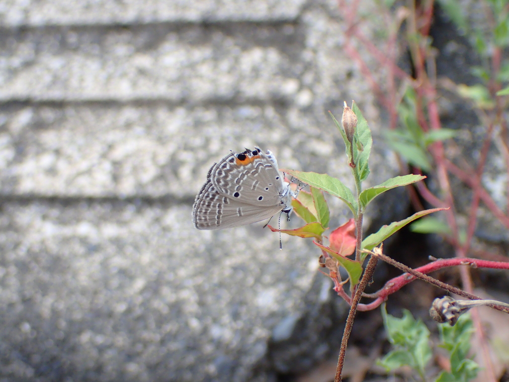 クロマダラソテツシジミ
