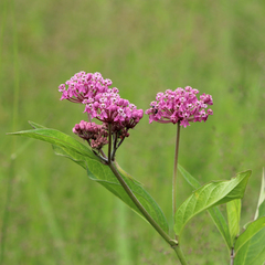 Asclepias incarnata incarnata