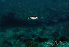 Canthigaster callisterna