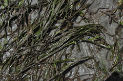 Zostera