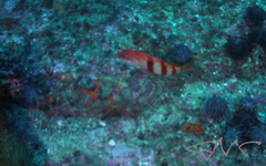 Hypoplectrodes nigroruber