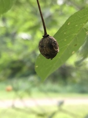 Monilinia laxa