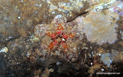Asterina lorioli