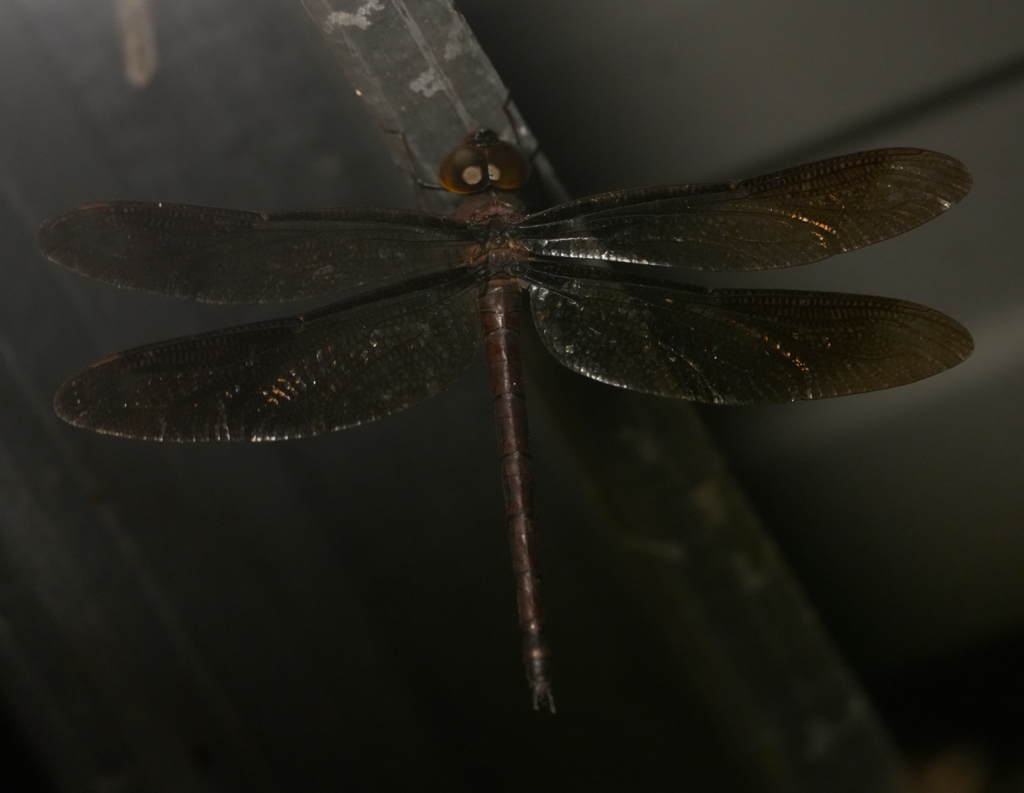 Heliaeschna idae