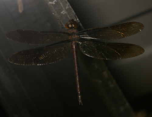 Heliaeschna idae