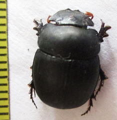 Metacatharsius opacus