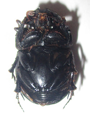 Metacatharsius opacus