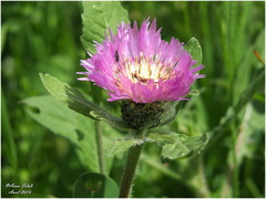 Centaurea