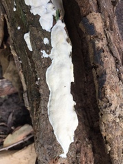Sebipora aquosa